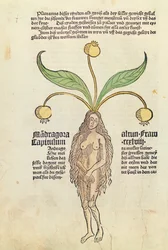 Page d
