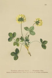 Trèfle pâle (Trifolium pallescens)