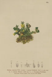 Orpin pâle (Sedum alpestre, Sedum repens, Sedum rubens)