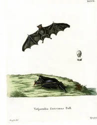 Chauve-souris à longue langue de Pallas