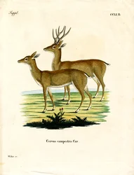 Cerf des pampas