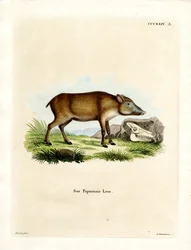 Sanglier papou