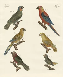 Perroquets du nouveau monde