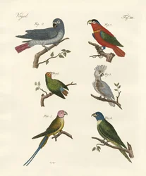 Perroquets de l