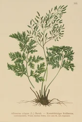Fougère persil