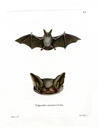Chauve-souris bicolore