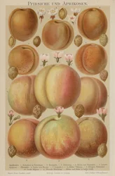 Pêches et abricots