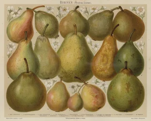 Poires
