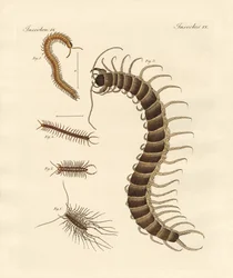 Insectes particuliers