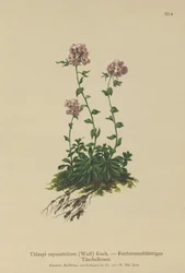 Tabouret (Thlaspi cepeaefolium)