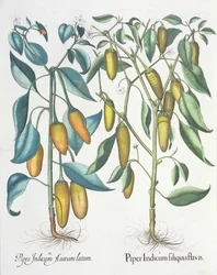 Poivrons, du Hortus Eystettensis par Basil Besler