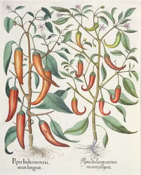 Poivrons, du Hortus Eystettensis par Basil Besler