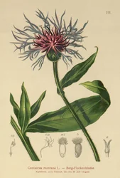 Centaurée des montagnes