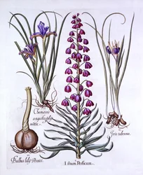 Lys persan et iris, de Hortus Eystettensis, par Basil Besler, pub. 1613