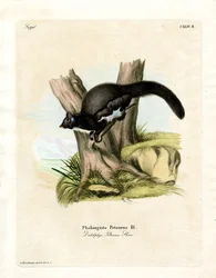 Phalanger volant