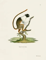Tamarin pie