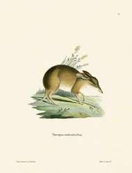Bandicoot à Pieds de Cochon