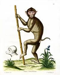 Macaque à queue de cochon