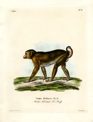 Macaque à queue de cochon