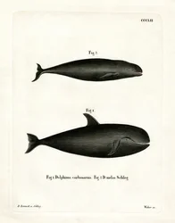 Globicéphale