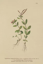 Épilobe à feuilles de mouron (Epilobium anagallidifolium, Epilobium alpinum)