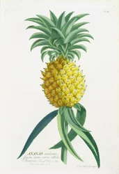 Ananas gravé par Johann Jakob Haid (1704-67)