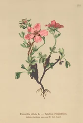 Potentille rose (Potentilla nitida)