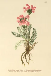 Pédiculaire rose
