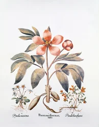 Pivoine rose