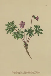 Violette pennée (Viola pinnata)