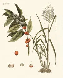 Plantes des pays chauds