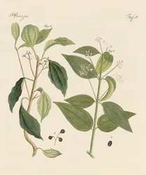Plantes des pays chauds