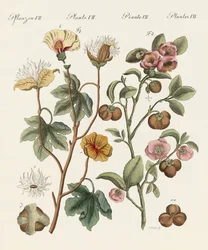 Plantes des pays chauds