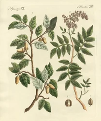 Plantes des pays chauds