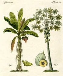 Plantes des pays chauds