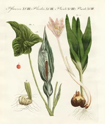 Plantes toxiques allemandes
