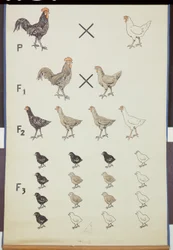 Affiche démontrant la loi de Mendel chez les poulets