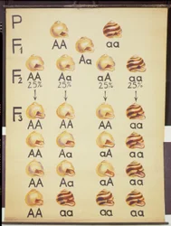 Affiche des escargots Cepea