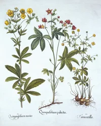 Potentilles, de Hortus Eystettensis, par Basil Besler (1561-1629), pub. 1613