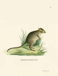Potoroo
