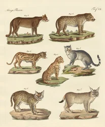 Prédateurs de toutes les parties du monde