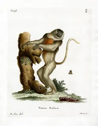 Singe nasique