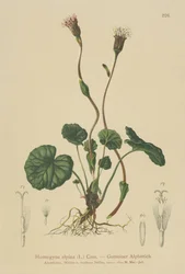 Tussilage pourpre (Homogyne alpina)
