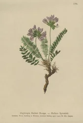 Oxytropis pourpre (Oxytropis Halleri)