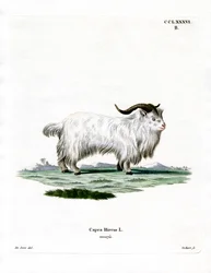 Chèvre pygmée