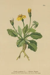 Crépide pygmée