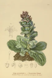 Bugle pyramidal