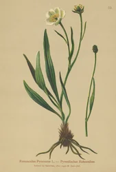 Renoncule des Pyrénées