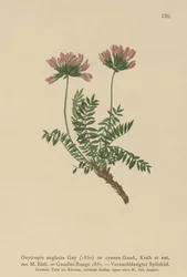 Astragale des Pyrénées (Oxytropis neglecta)