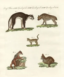 Animaux rapaces